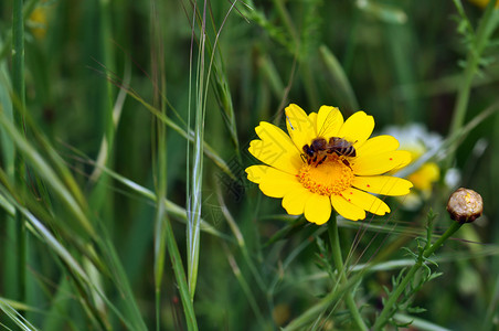 野花上的蜜蜂和红背景图片