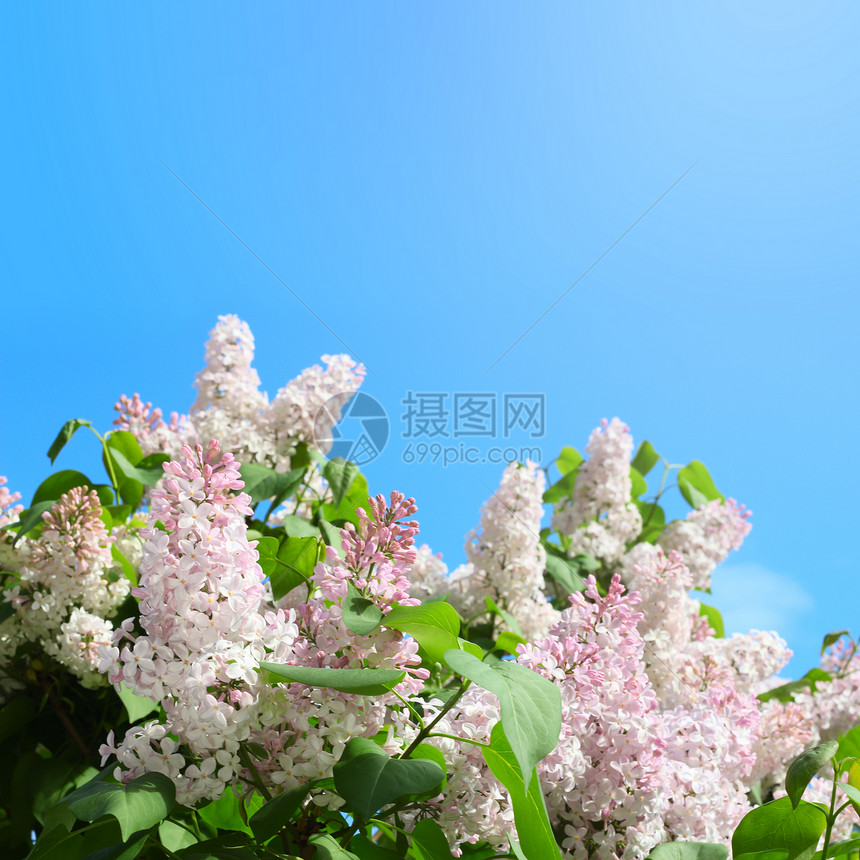 粉粉花粉色衬套植物群植物绿色紫色花园紫丁香天空叶子图片