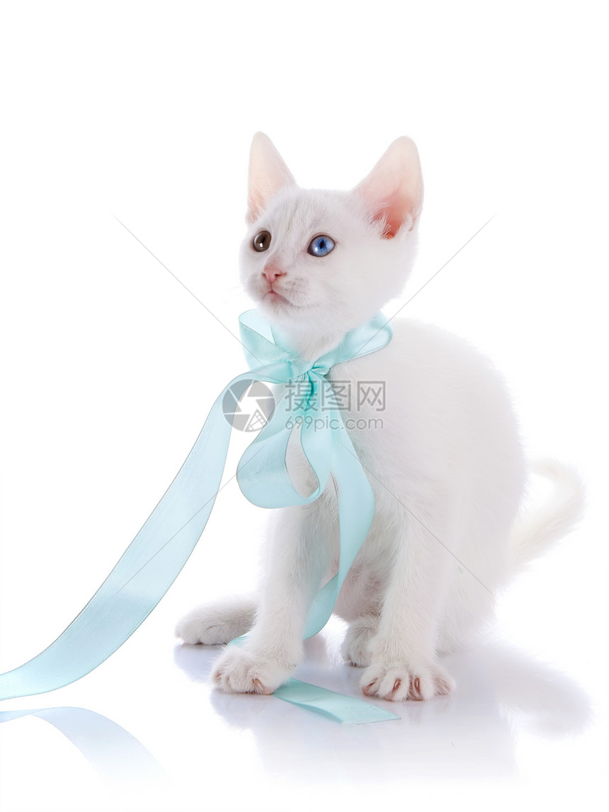 白小猫多色的眼睛和蓝色的弓图片