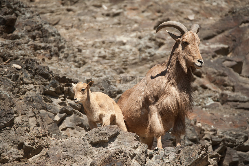 野羊哺乳动物动物小动物野生动物岩石父母山羊母亲羊肉喇叭图片