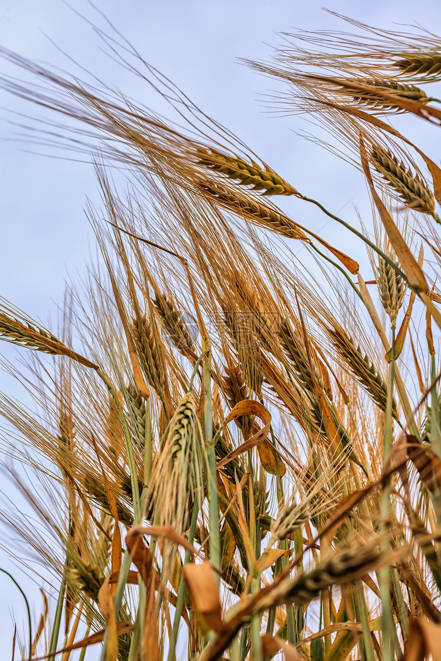小麦耳朵食物金子农场生长黄色场地场景谷物天空玉米图片