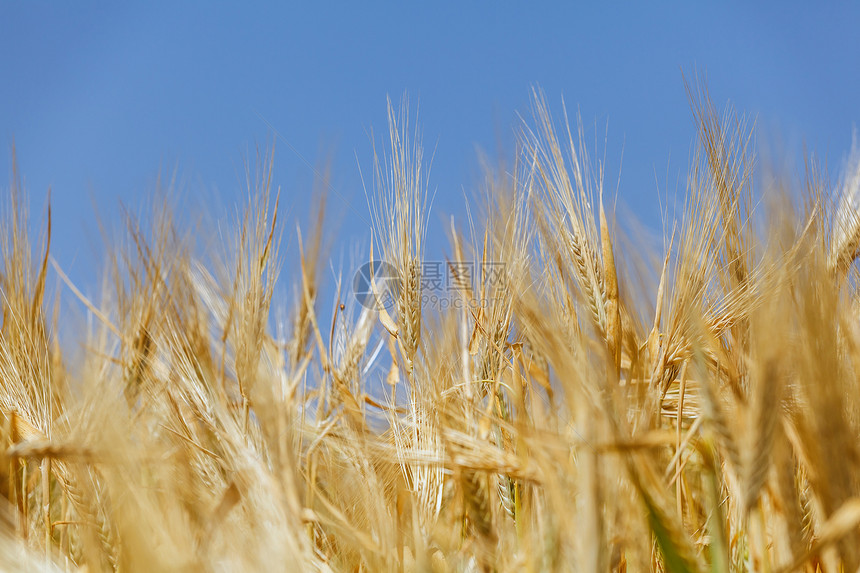 收获丰收生长粮食天空蓝色场地玉米农场谷物黄色植物图片