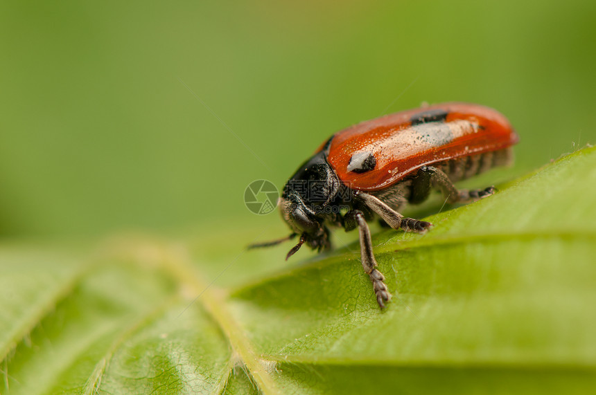 液压阴极宏观收藏季节天线眼睛生态甲虫漏洞蜜壶瓢虫图片