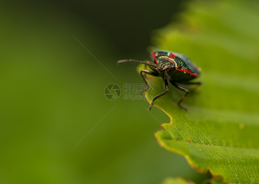 Eurydema 单极球野生动物昆虫昆虫学眼睛桉树动物甲虫漏洞植物生活图片