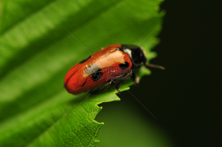 液压阴极漏洞动物眼睛害虫昆虫昆虫学宏观蜜壶鞘翅目瓢虫图片