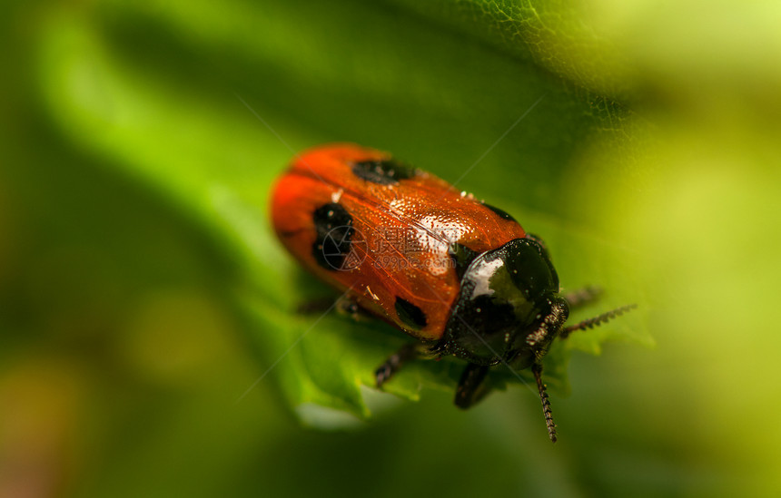 液压阴极甲虫瓢虫宏观生态蜜壶漏洞野生动物荒野植物害虫图片