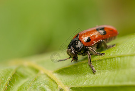 叶甲科液压阴极叶子动物生物收藏野生动物生态生物学蜜壶除害虫季节背景