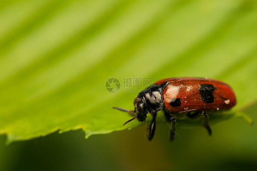 液压阴极叶子生物宏观野生动物甲虫漏洞季节瓢虫荒野蜜壶图片