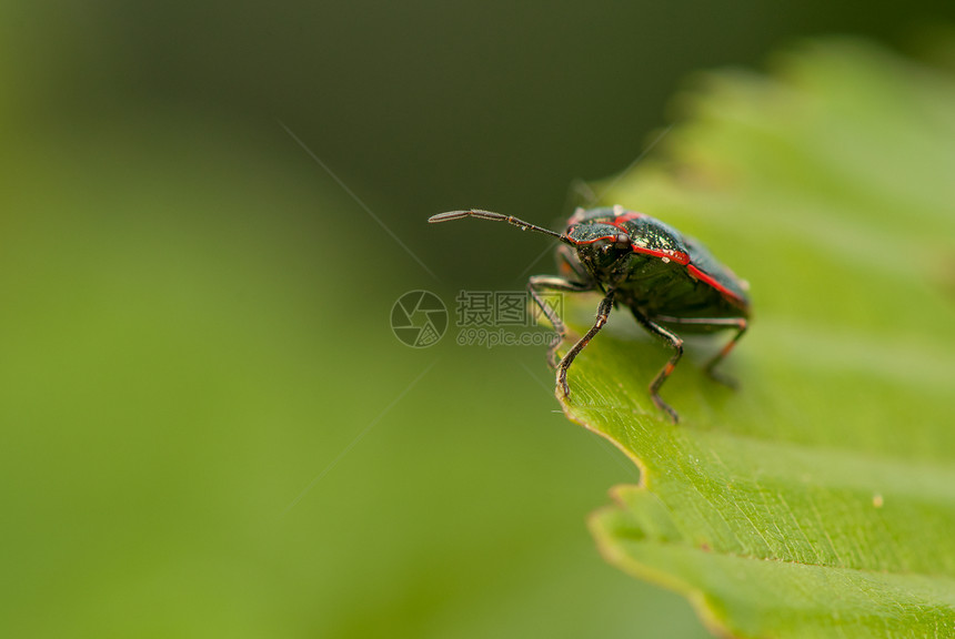 Eurydema 单极球野生动物植物翅膀昆虫学甲虫桉树害虫白菜天线漏洞图片