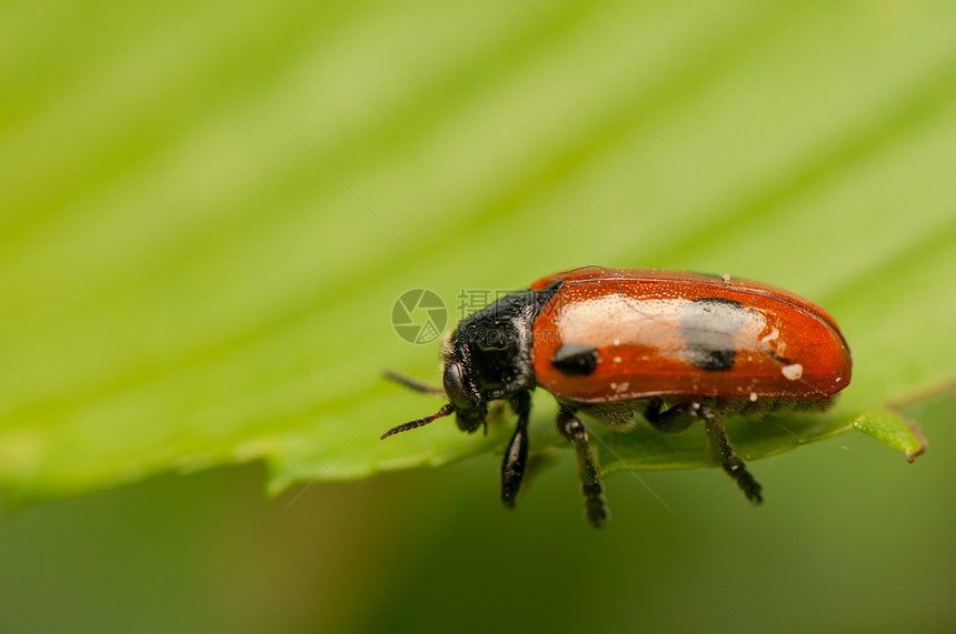 液压阴极鞘翅目瓢虫生态叶子生物动物漏洞天线昆虫宏观图片