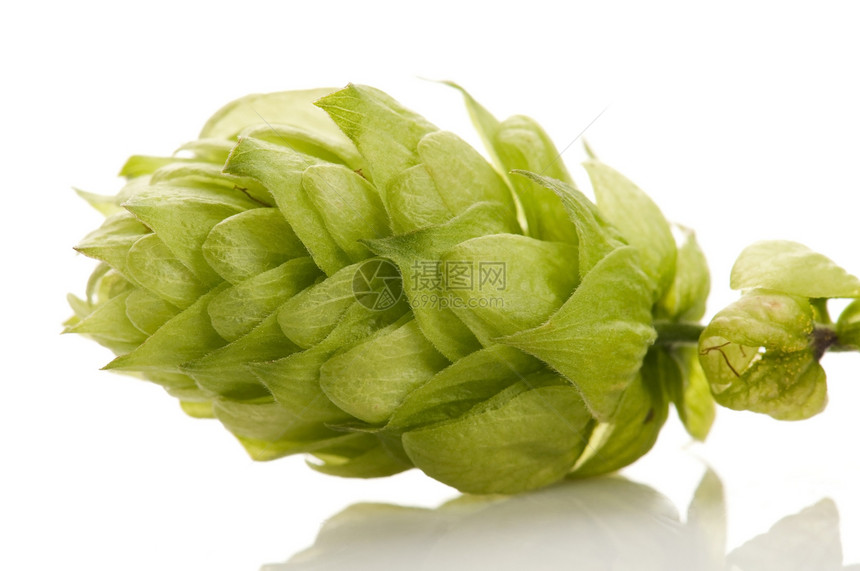 白色背景的花锥和叶子登山者狼疮草本植物生产啤酒厂树叶啤酒花啤酒雌激素锥体图片