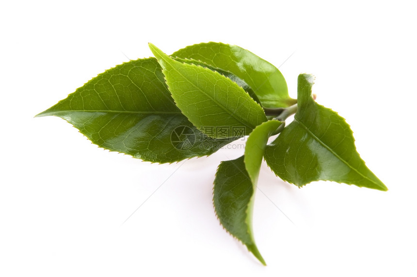 白色背景的清茶叶白纸化饮食饮料绿色对象叶子植物图片