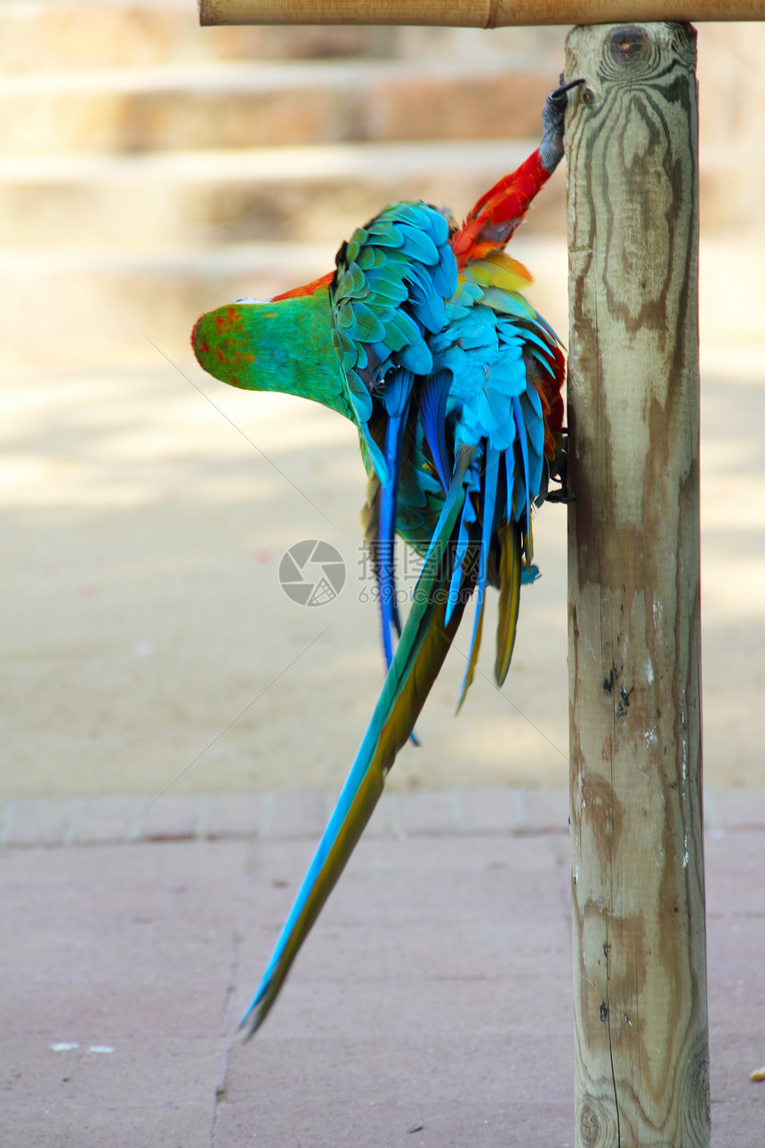 Macaw 肖像热带丛林翅膀羽毛荒野蓝色账单动物异国波峰图片