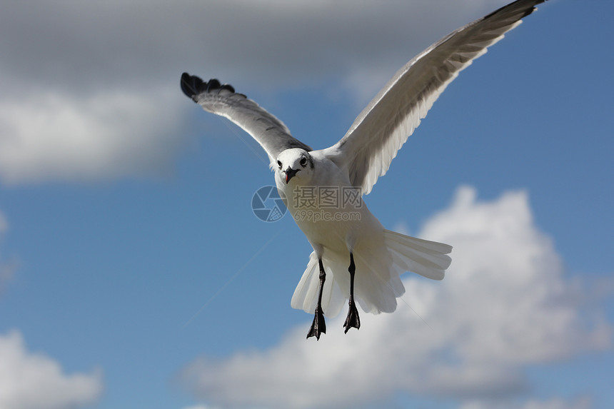 海鸥海洋晴天海岸蓝色航班害虫海鸟白色多云眼睛图片