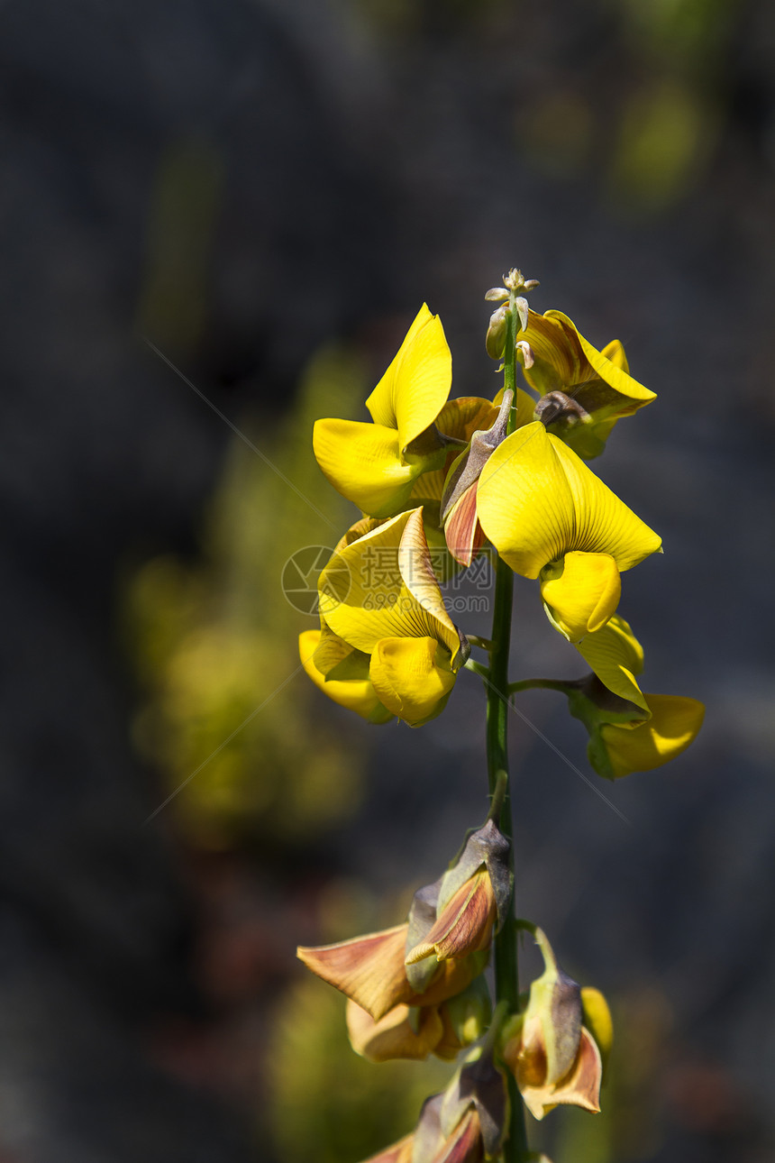 黄黄色花朵植物学黄色环境植物热带生长绿色图片