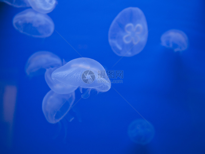 美杜沙珊瑚动物海蜇海洋热带黑色蓝色游泳生活盐水图片