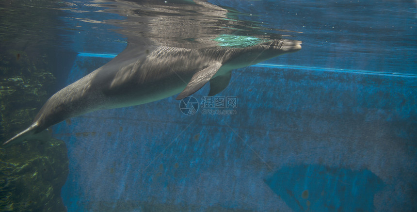 海豚动物鲸目水平生活珊瑚海洋红色荒野野生动物游泳图片