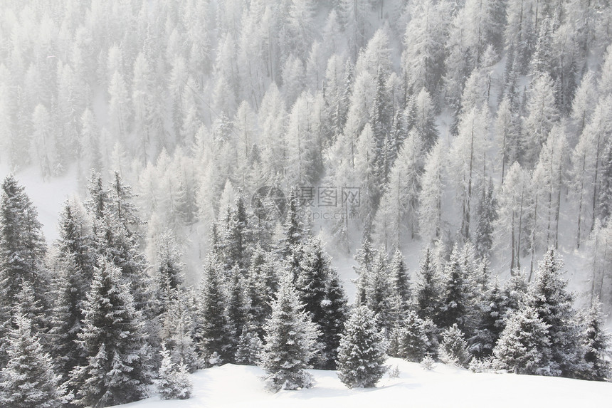 冬季的山林天气植物群气候公园木头高地首脑全景荒野旅行图片