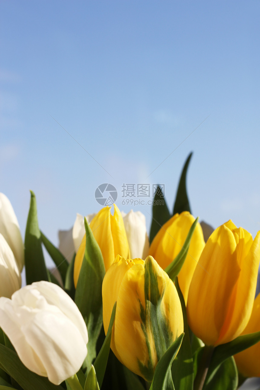 春季郁金香植物礼物蓝色灯泡场地植物群生长叶子团体宏观图片