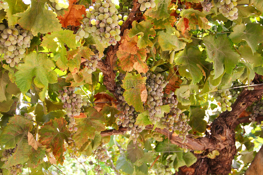 葡萄上的绿葡萄葡萄园天气生长叶子食物宏观植物群农场花园收获图片