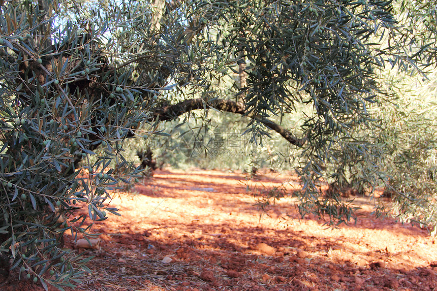 花园中的橄榄树农业种植园树林木头农场栽培植物水果土壤食物图片