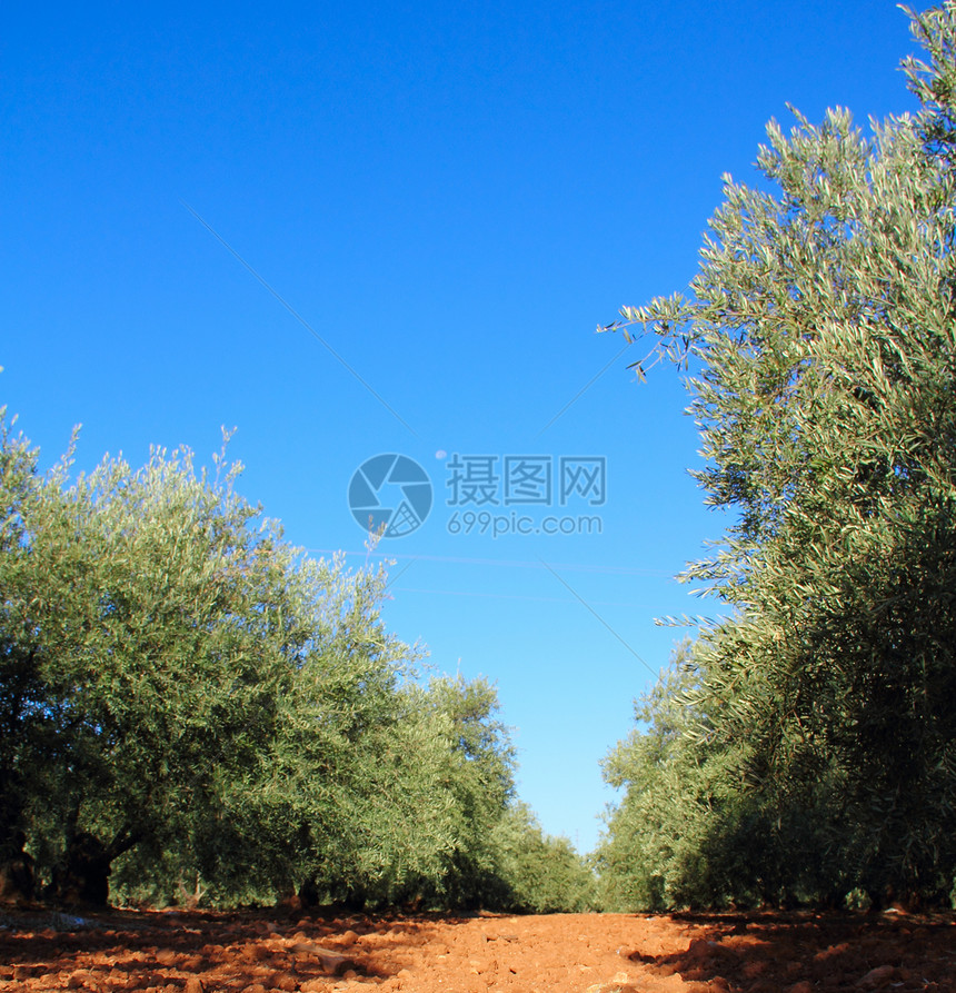 花园中的橄榄树植物农场农业栽培农村木头水果种植园食物土壤图片