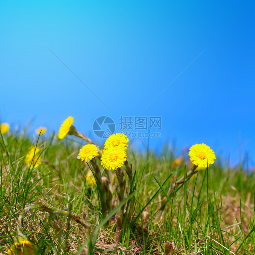 叶子植物群团体阳光宏观植物花瓣生长场地草本植物治疗图片