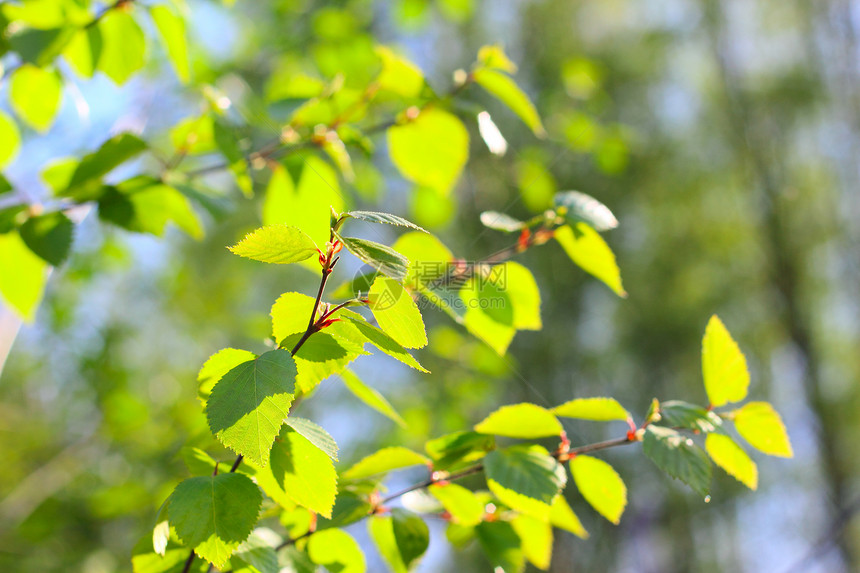 Birch 春春叶森林环境阳光天空木头太阳花园植物蓝色叶子图片