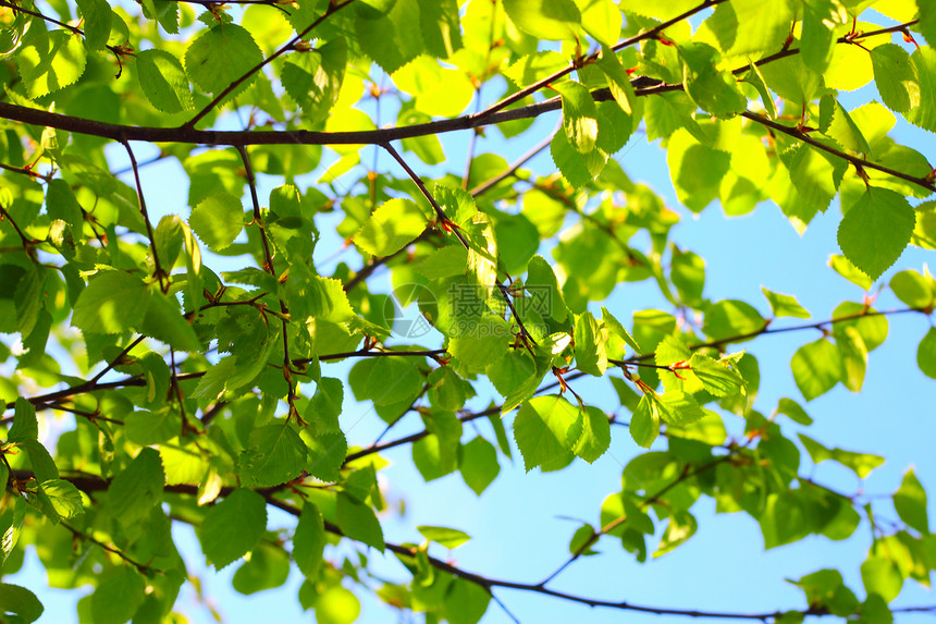 Birch 春春叶叶子天空森林花园枝条植物群生长宏观阳光植物图片