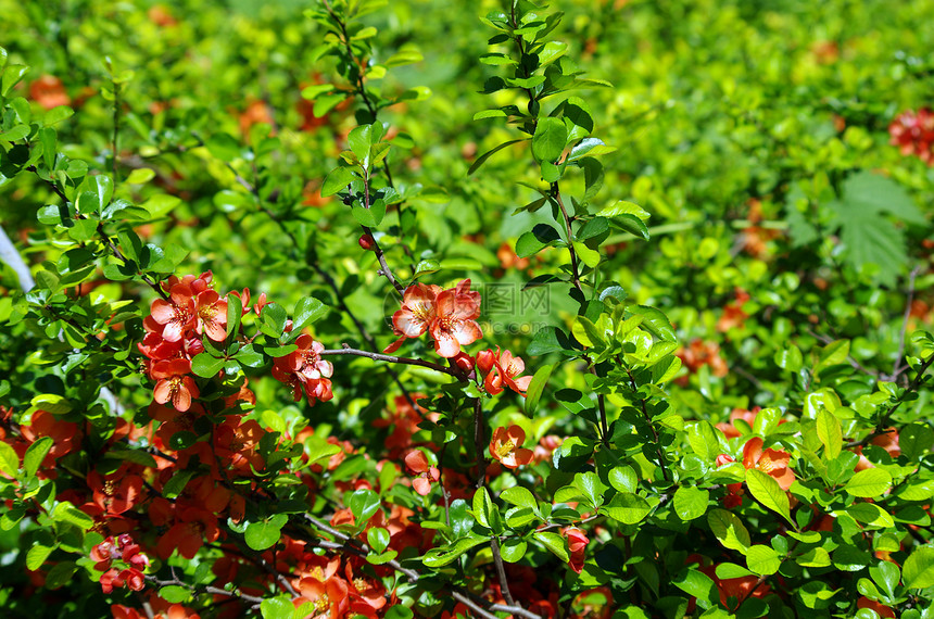 一朵小红鸡尾花的特写派对叶子季节茶花生长脆弱性水果植物学框架花园图片