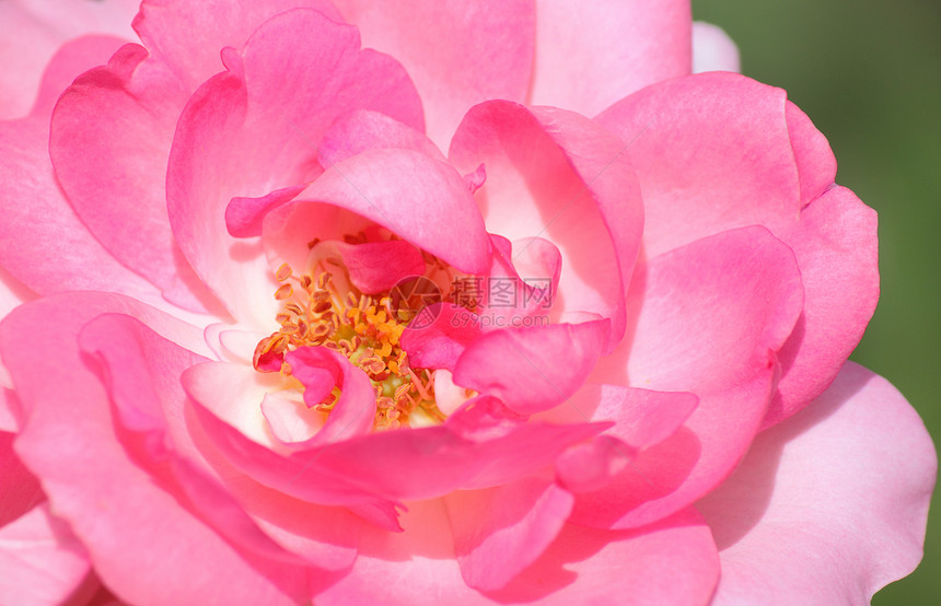 粉红玫瑰花花瓣花园红色香味植物群粉色宏观绿色图片