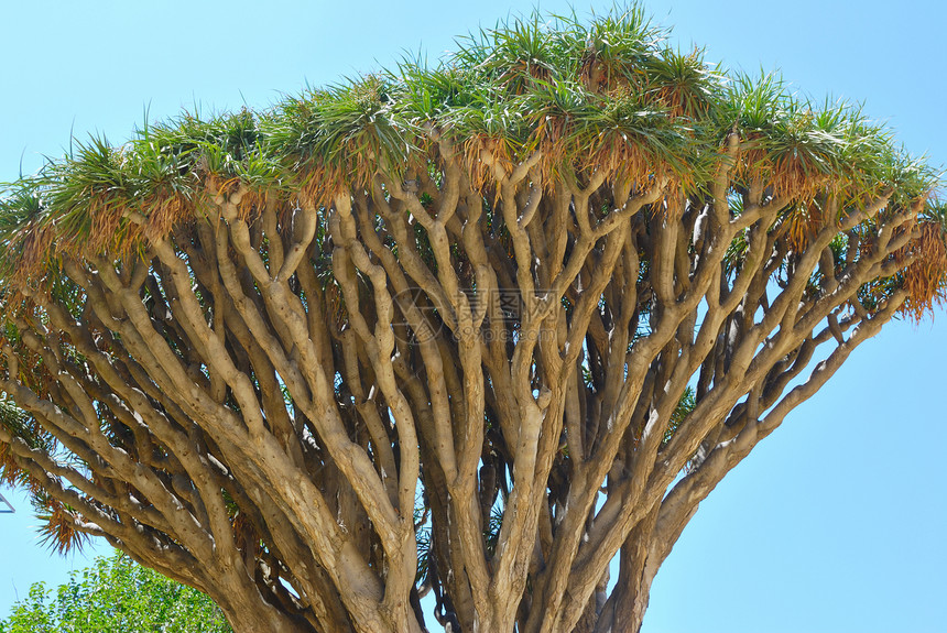 德拉科树图片