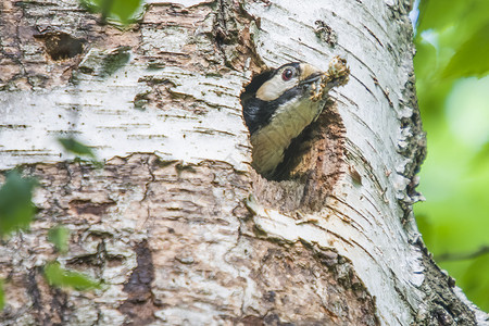 大斑啄木鸟清理巢穴动物野生动物树冠林地学习荒野木头羽毛翅膀少年背景