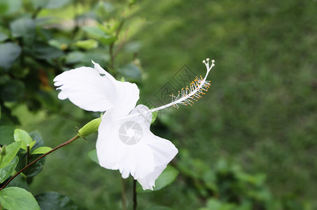 南航碧花园白碧皮花花森林植物花园美丽热带木槿花瓣白色背景