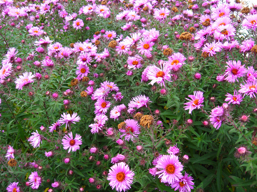 粉红色花朵的美丽仙人图片