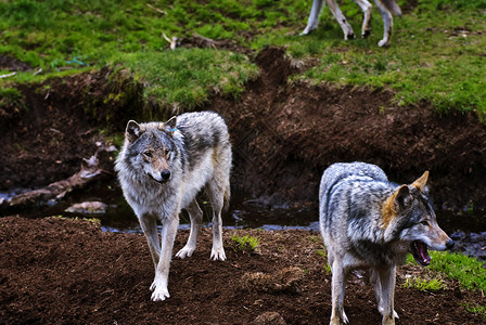 森林狼狼疮背心动物园野生动物动物群灰狼背景
