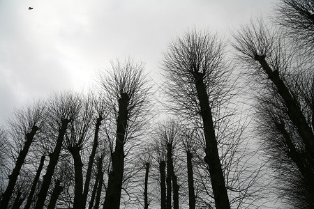 分支机构艺术线条树木灰色天空背景图片