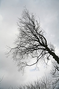分支机构天空线条艺术灰色树木背景图片