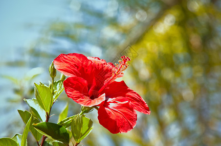 希比斯库斯美丽植物花瓣木槿玫瑰花园异国红色热带情调高清图片