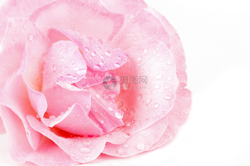 粉红玫瑰 有水滴宏工作室香味礼物香气花瓣飞沫脆弱性生长玫瑰婚礼图片