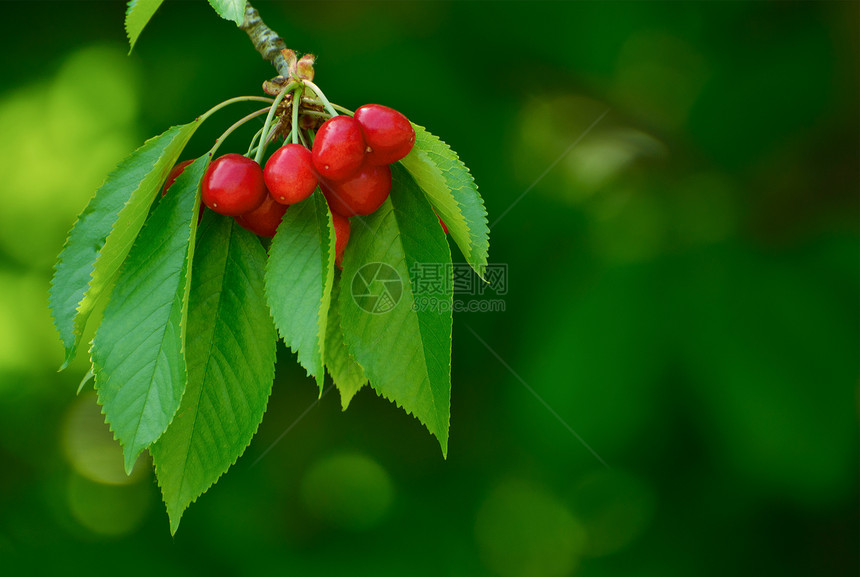 在树上甜美的果实的开裂樱桃果园食物生长枝条水果收成园艺季节农业团体图片