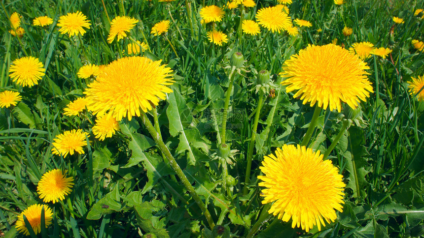 黄花朵花绿色花园植物草地场地草本植物黄色花瓣植物群季节图片