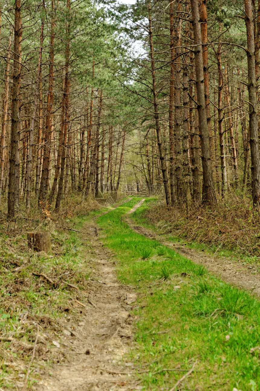 森林中的泥土路蓝色叶子场地木头运输环境土地地平线泥路农业图片