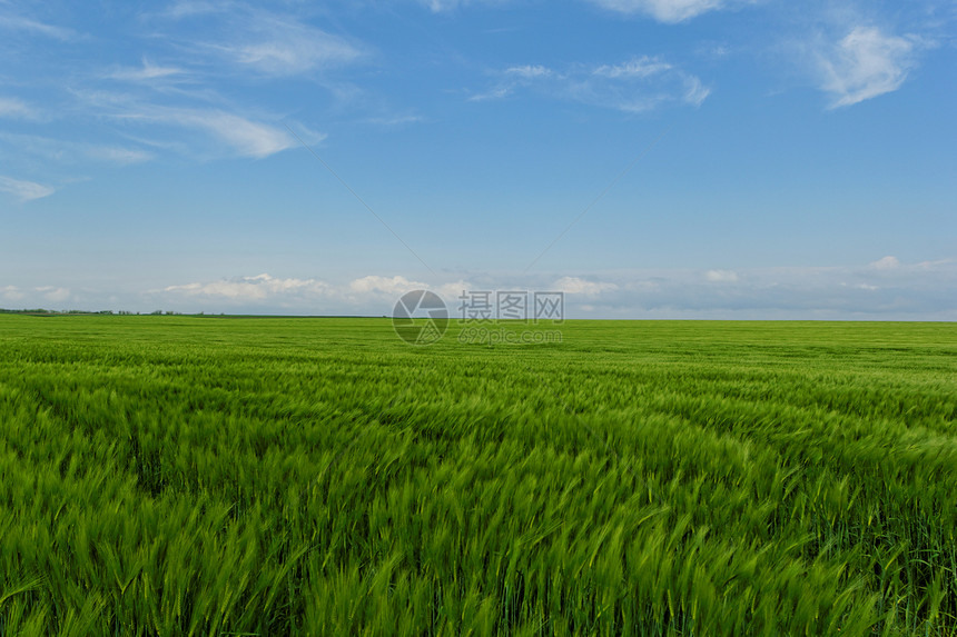 蓝云天空下的小麦田土地草原场地季节农田农业蓝色谷物玉米天气图片