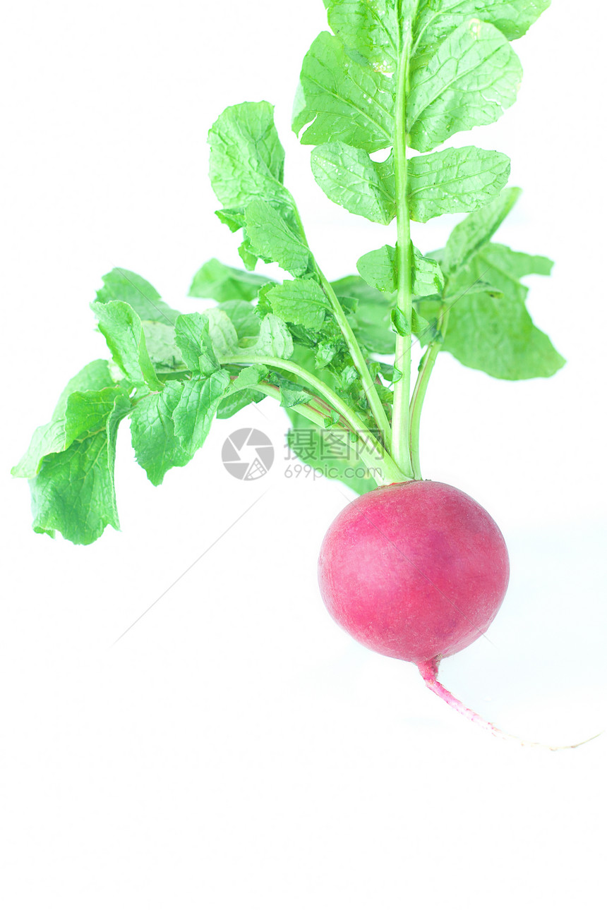 白纸上隔离着绿叶的多汁红色萝卜糖类叶子蔬菜饮食杂货店白色植物营养季节性烹饪图片