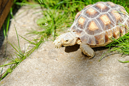 巨龟非洲刺激的乌龟盔甲植物场地荒野爬虫情调公园眼睛宠物铺路背景
