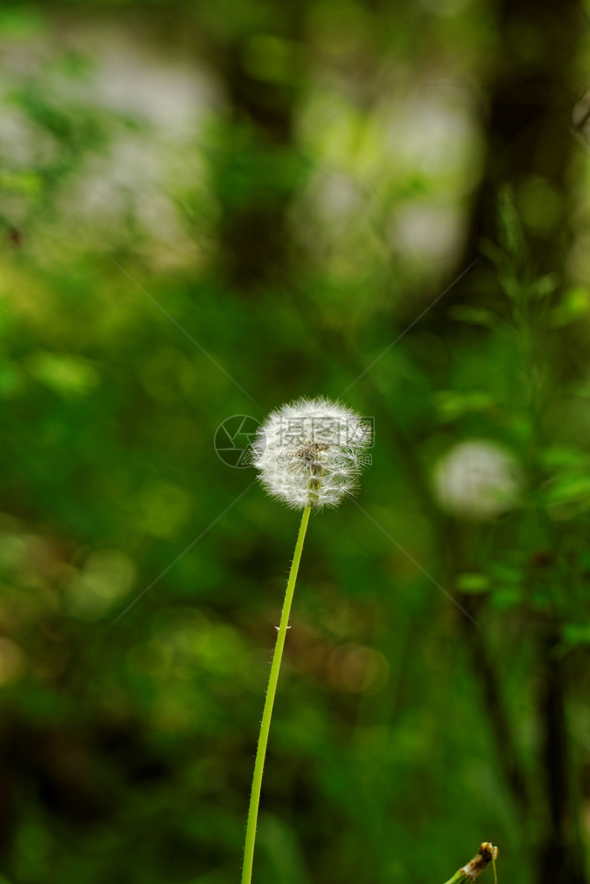 蒲公英花植物宏观季节天空生长种子植物群植物学太阳生活图片