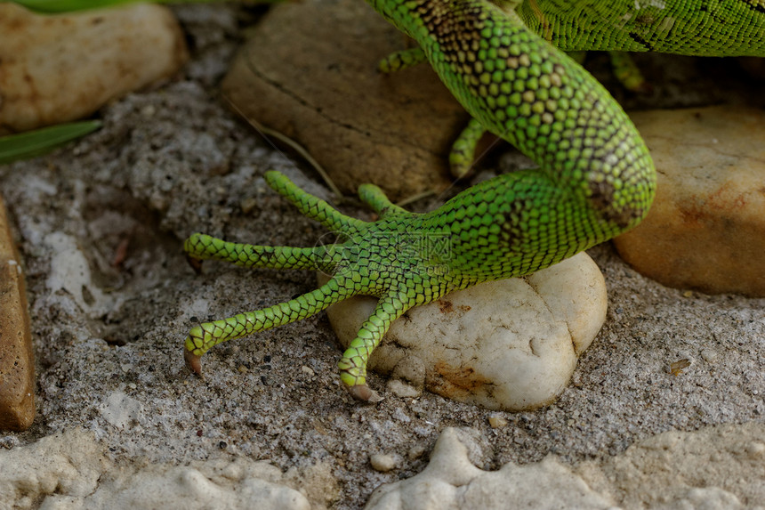 绿蜥蜴脚脊椎动物爬行者野生动物尾巴爬虫热带宏观荒野皮肤爪子图片