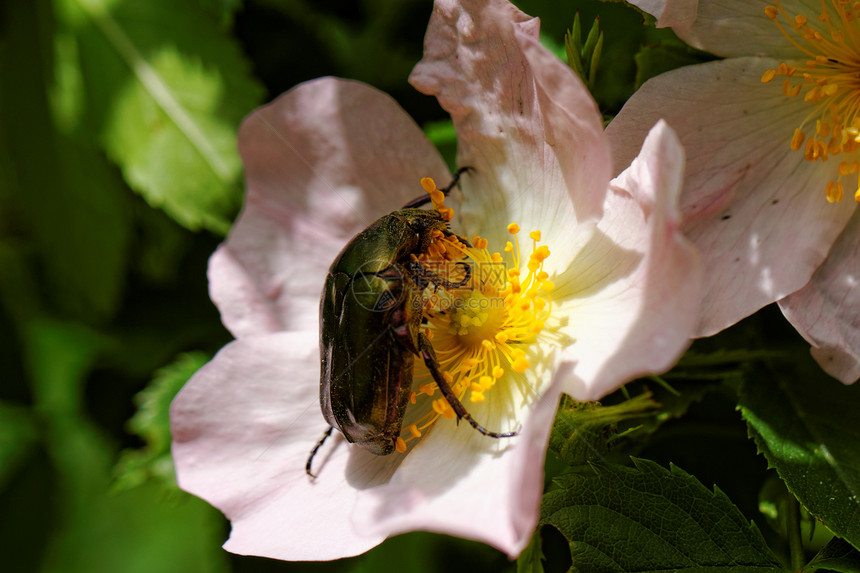 甲壳虫蛋白纤维物种昆虫脊椎动物花园宏观花粉植物黄色植物群生物学野生动物图片