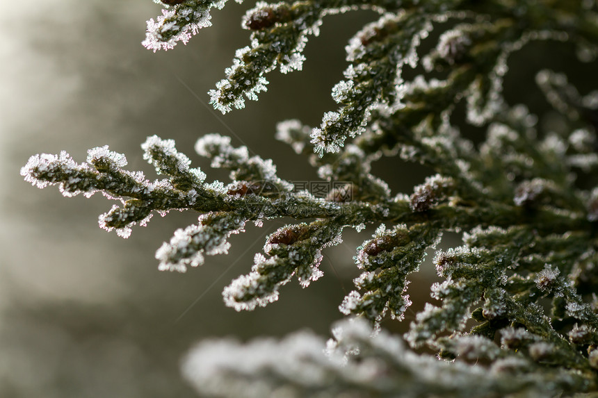 崖柏树枝上的白霜植物衬套花园冻结枝条叶子雾凇蓝色季节天气图片